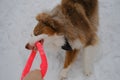 Active and energetic dog holds round red toy with teeth and looks up. Playing with owner, top view from first person