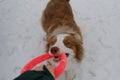 Active and energetic dog holds round red toy with teeth and looks up. Playing with owner, top view from first person