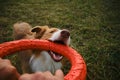 Active and energetic dog holds round red toy with teeth and looks up. Playing with owner, top view from first person