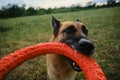 Active and energetic dog holds round red toy with teeth and looks up. Playing with owner, top view from first person. German Royalty Free Stock Photo