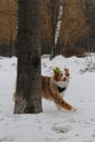 An active and energetic dog plays ball on a string. Aussie with a long fluffy tail. Australian Shepherd Red Merle has Royalty Free Stock Photo