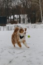 An active and energetic dog plays ball on a string. Aussie with a long fluffy tail. Australian Shepherd Red Merle has Royalty Free Stock Photo