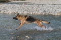 Active and energetic is one of the most intelligent dog breeds in the world. German Shepherd dog runs quickly along river and