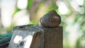 Snail farm, growing snails, snails close-up. Snail climbs on another snail shell slow motion. Organic molluscs growth