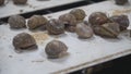 Snail farm, growing snails, snails close-up. Snail climbs on another snail shell slow motion. Organic molluscs growth