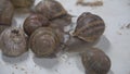 Snail farm, growing snails, snails close-up. Snail climbs on another snail shell slow motion. Organic molluscs growth