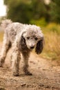 Active excited Cute smiling pet look. Fresh outside walk. Green playfool mood. attentive gaze dog tracking nature background