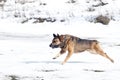 Active funny running Brown and black dog with stright ears