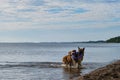 Two Shepherds German and Australian bite one round toy from both sides coming out of lake. Wet dogs on walk by water. Active games Royalty Free Stock Photo