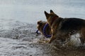 Two Shepherds German and Australian run into lake to get their toys out of water. Wet dogs on walk on beach. Active games with Royalty Free Stock Photo