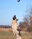 Active games and sports with dog in nature in fresh air. Charming beautiful thoroughbred dog in sports uniform. German shepherd