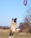 Active games and sports with dog in nature in fresh air. Charming beautiful thoroughbred dog in sports uniform. German shepherd