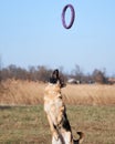 Active games and sports with dog in nature in fresh air. Charming beautiful thoroughbred dog in sports uniform. German shepherd