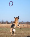 Active games and sports with dog in nature in fresh air. Charming beautiful thoroughbred dog in sports uniform. German shepherd