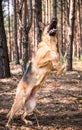 Active German Shepherd Dog Jumping in Forest, Action Blur, Outdoor Scenery Royalty Free Stock Photo