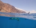 Over-Under of a Great White Shark in Guadalupe Island, Mexico Royalty Free Stock Photo