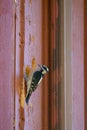 Hairy Woodpecker drilling at house wall