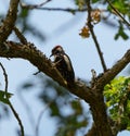 Hairy Woodpecker on tree branch