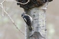 Hairy Woodpecker portrait