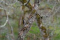 Hairy Woodpecker on tree branch