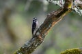 Hairy Woodpecker on tree branch