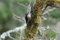 Hairy Woodpecker on tree branch