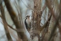 Hairy Woodpecker on tree branch