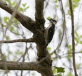 Hairy Woodpecker on tree branch