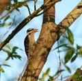 Hairy Woodpecker feeding on tree branch