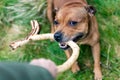 Active and happy Staffordshire bull terrier are running/fetching stick outdoors in nature.