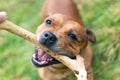 Active and happy Staffordshire bull terrier are running/fetching stick outdoors in nature.