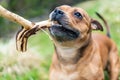 Active and happy Staffordshire bull terrier are running/fetching stick outdoors in nature.