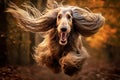 Active healthy Afghan Hound dog running with open mouth sticking out tongue in the forest on autumn Royalty Free Stock Photo