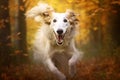 Active healthy Borzoi dog running with open mouth sticking out tongue in the forest on autumn Royalty Free Stock Photo