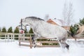 Active horse running and jumping over white snow Royalty Free Stock Photo