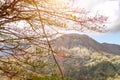 Active Indonesian volcano Batur on the tropical island of Bali. View of great volcano Batur. Beautiful landscape. Royalty Free Stock Photo