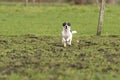 Active Jack Russell Terrier running outside on the green grass. The ears flap in the wind. Young enthusiastic and Royalty Free Stock Photo