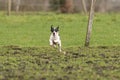 Active Jack Russell Terrier running outside on the green grass. The ears flap in the wind. Young enthusiastic and Royalty Free Stock Photo