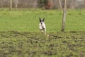 Active Jack Russell Terrier running outside in the pasture. The ears flap in the wind. Young enthusiastic and healthy Royalty Free Stock Photo