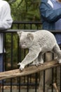 Active koala bear at Australia Zoo Royalty Free Stock Photo