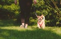 On summer day woman jogging and walking with her pet dog outdoors Royalty Free Stock Photo