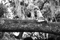 Active little blond child enjoying climbing on tree. Cute little boy kid sitting on the branch. Royalty Free Stock Photo