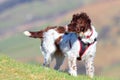 Active outdoor healthy dog Royalty Free Stock Photo