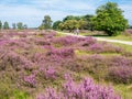 People bicycling through purple heathland, Hilversum, Netherlands