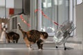 Active playful domestic cat stands near fan and looks around in search red ribbon developing in wind