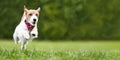 Active playful healthy happy pet dog running in the park Royalty Free Stock Photo