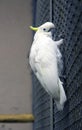 Parrot straw cockatoo white bird beak tuft smart plumage Solomon Islands Royalty Free Stock Photo