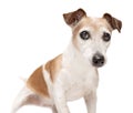 Active playful pose senior dog Jack Russell terrier on white background looking at camera ready to play. Royalty Free Stock Photo