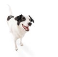 Active playful white dog staying at white background excited looking side. Royalty Free Stock Photo