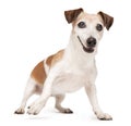 Active playing senior dog Jack Russell terrier on white background staying in dynamic pose reedy to fetch the toy. Royalty Free Stock Photo